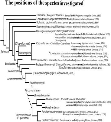 Evolutionary Modifications Are Moderate in the Astroglial System of Actinopterygii as Revealed by GFAP Immunohistochemistry